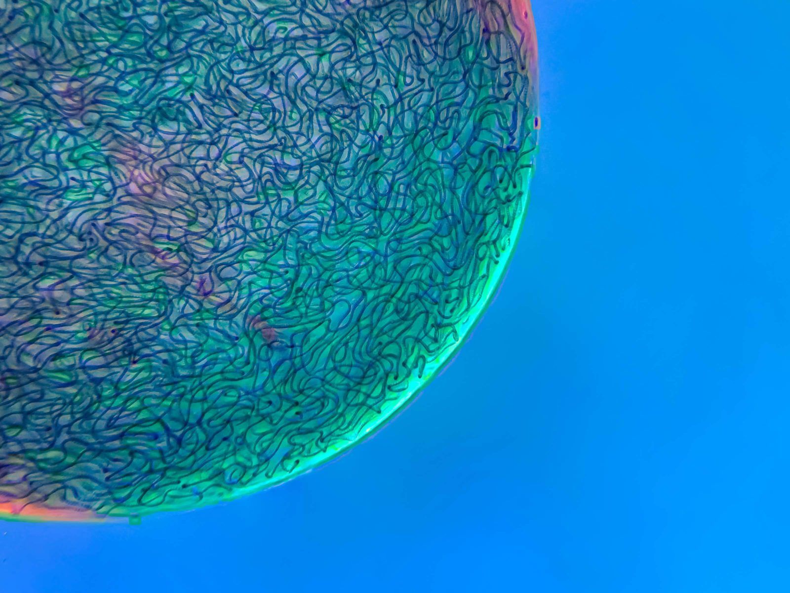 Małe jest piękne. Oto zwycięskie zdjęcia konkursu Nikon Small World 2021 17