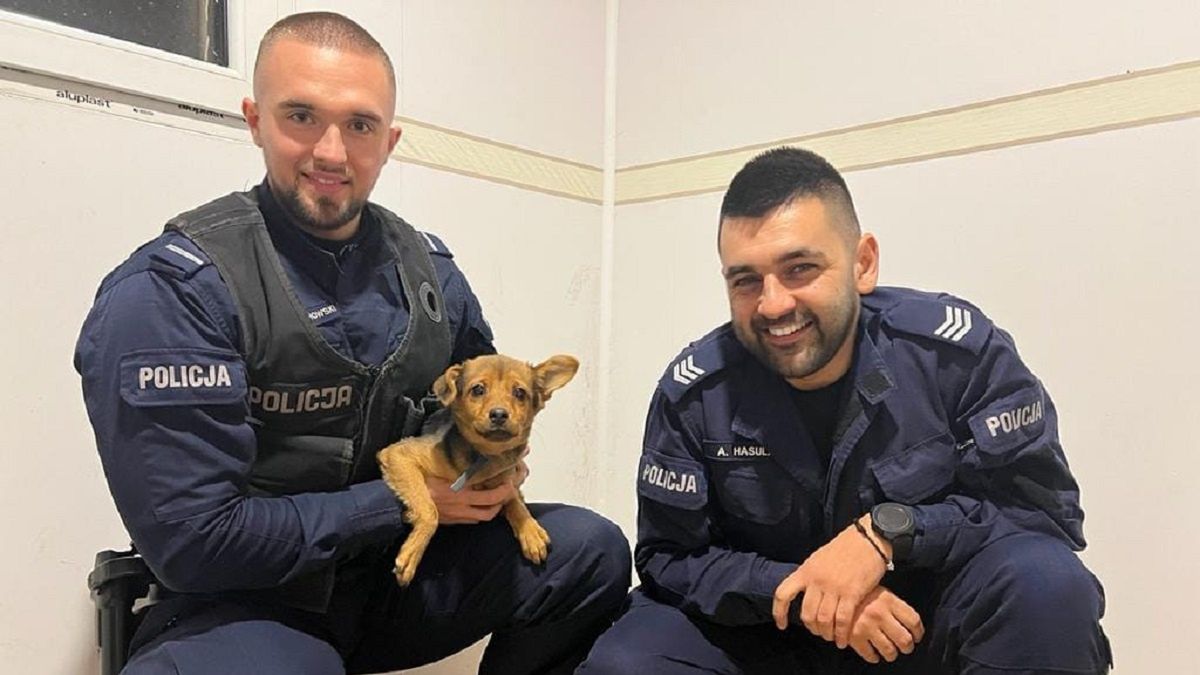 Jak się okazało, porzucony psiak to zaledwie 7-miesięczny szczeniak