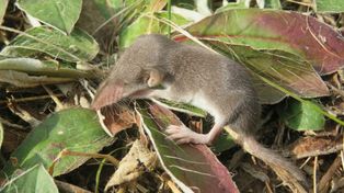 Jest jadowita. Nigdy nie zabijaj, gdy zauważysz w ogrodzie