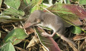 Jest jadowita. Nigdy nie zabijaj, gdy zauważysz w ogrodzie