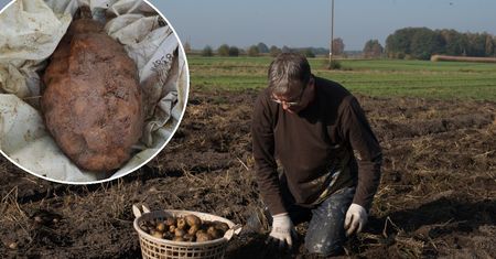 Rolnik myślał, że wykopał dużego ziemniaka. Po chwili zaczął wzywać pomoc