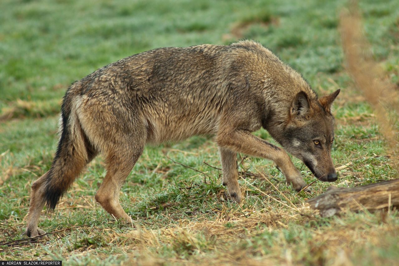 Woj. podkarpackie ostrzega mieszkańców przed wilkami