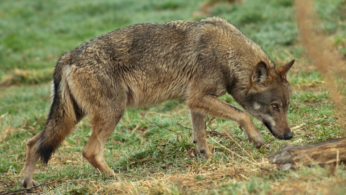 Woj. podkarpackie ostrzega mieszkańców przed wilkami