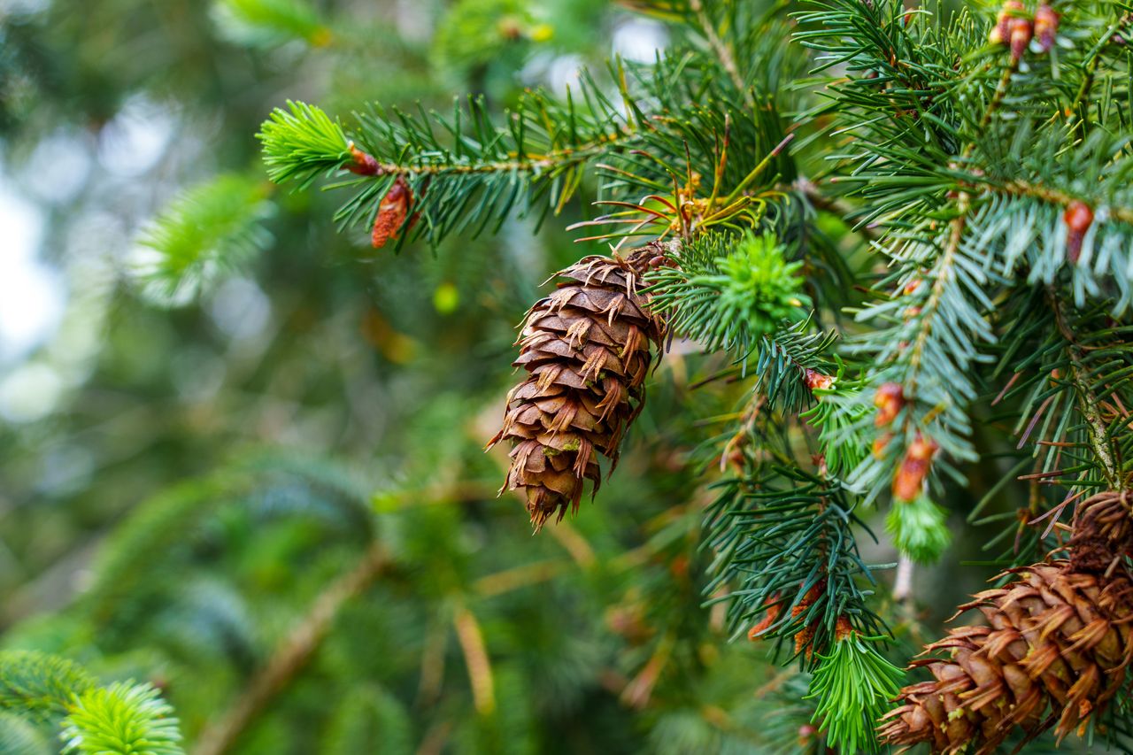 Douglasie statt Thuja: Die neue grüne Hecke erobert Gärten