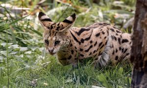 Grasuje pod Warszawą. To dzikie zwierzę z Afryki