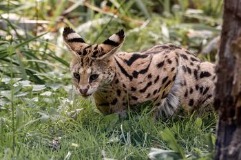 Grasuje pod Warszawą. To dzikie zwierzę z Afryki