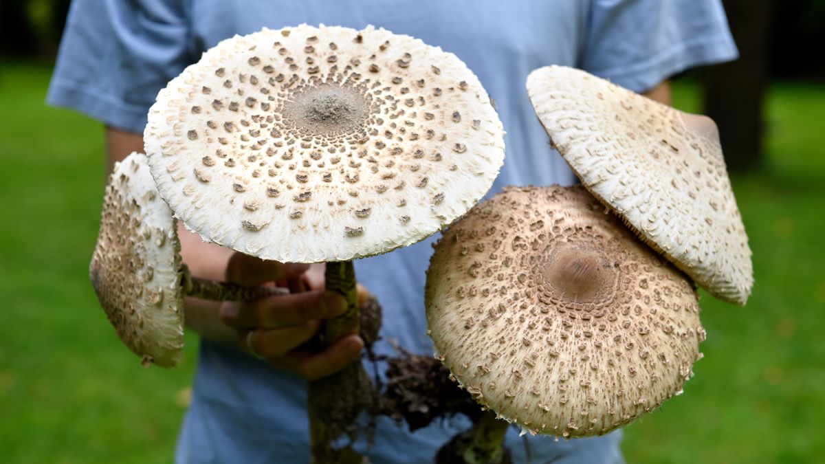 W lasach jest wysyp kani!