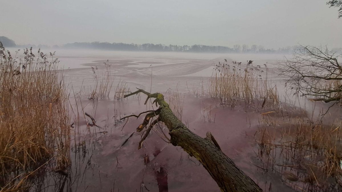 Jezioro Kaczkowskie zmieniło barwę na różową 