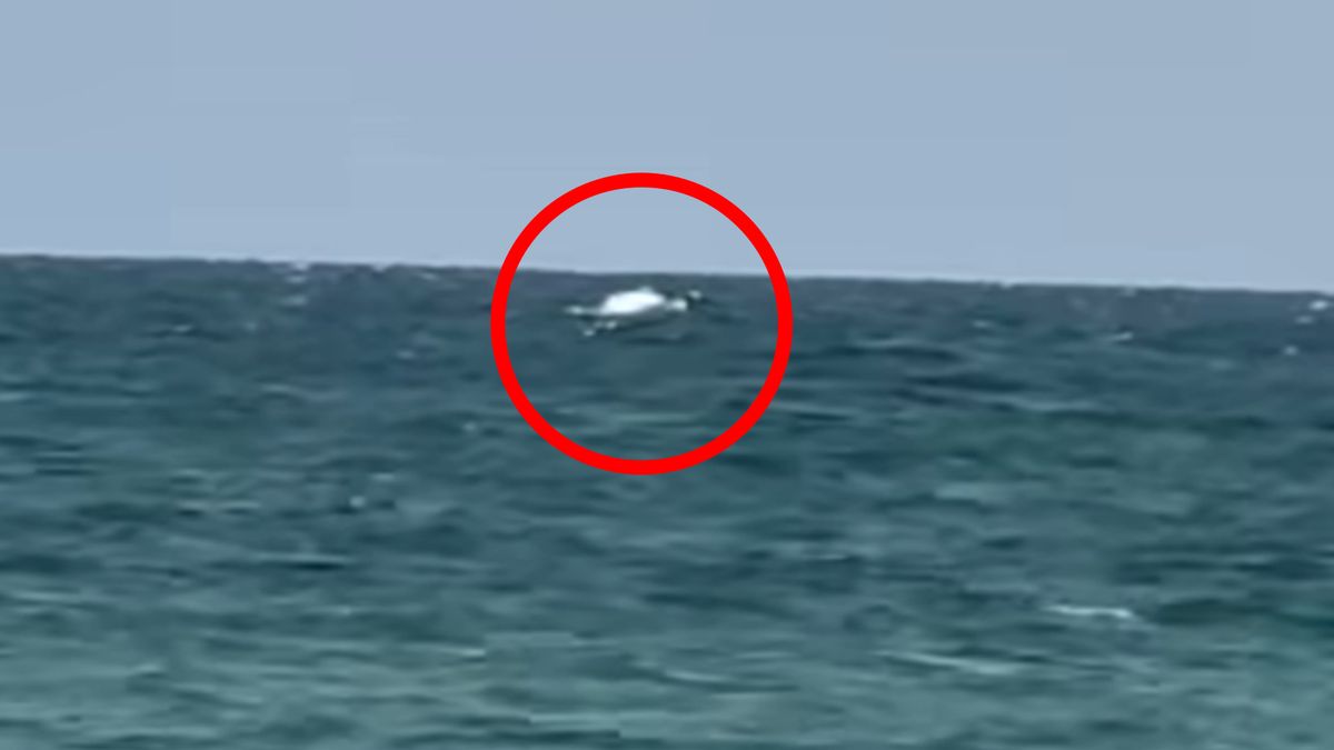 Niemcy uwiecznili obecność humbaka.