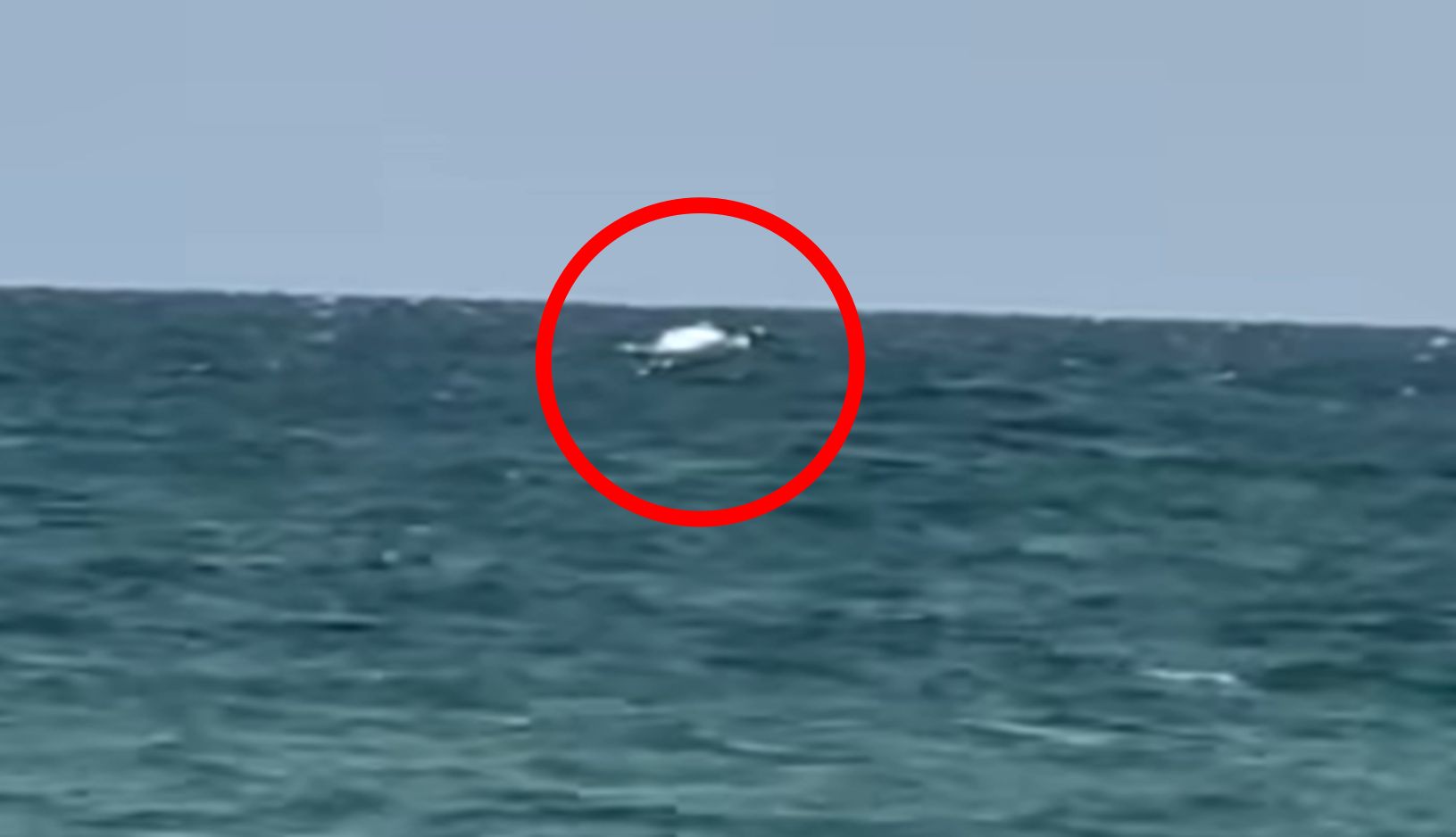 Niemcy uwiecznili obecność humbaka.