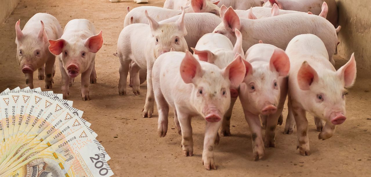 Kredyt dla hodowców trzody chlewnej. Nawet 9 mln zł z gwarancją FGR Plus