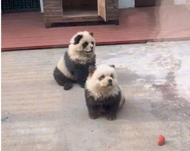 Paskudne oszustwo w zoo. Pieski miały udawać pandy
