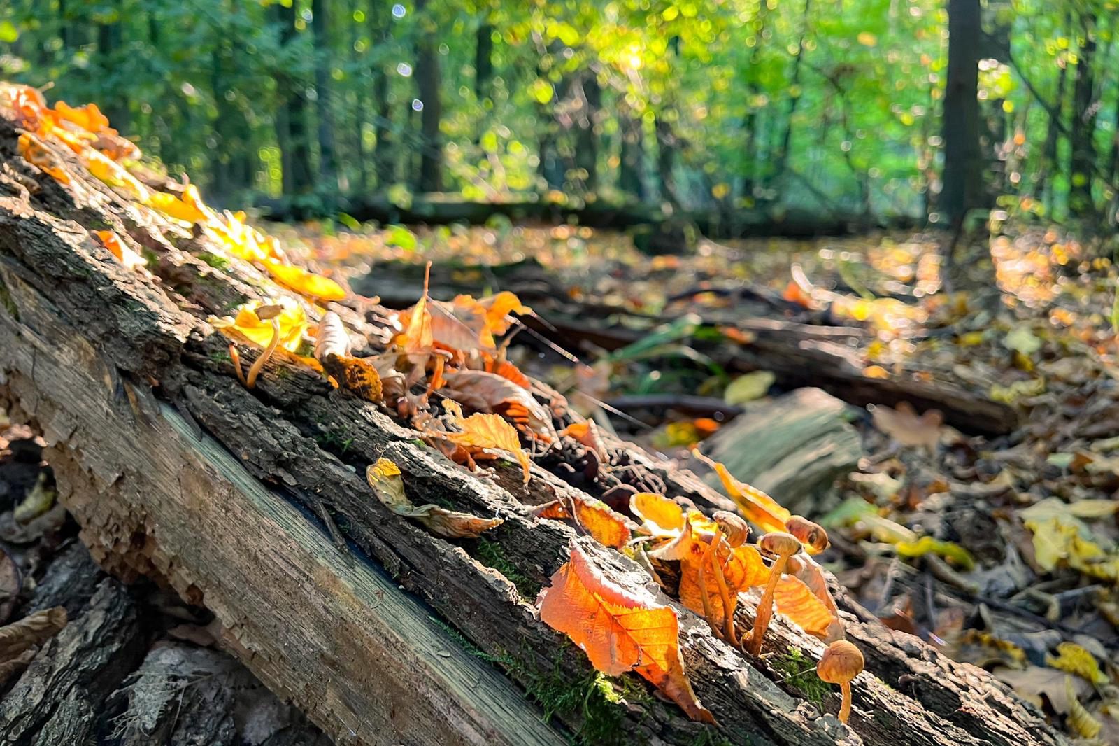 pogoda jesień las liście drzewo natura