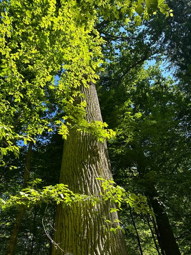 Puszcza Białowieska jest podzielona na strefy.