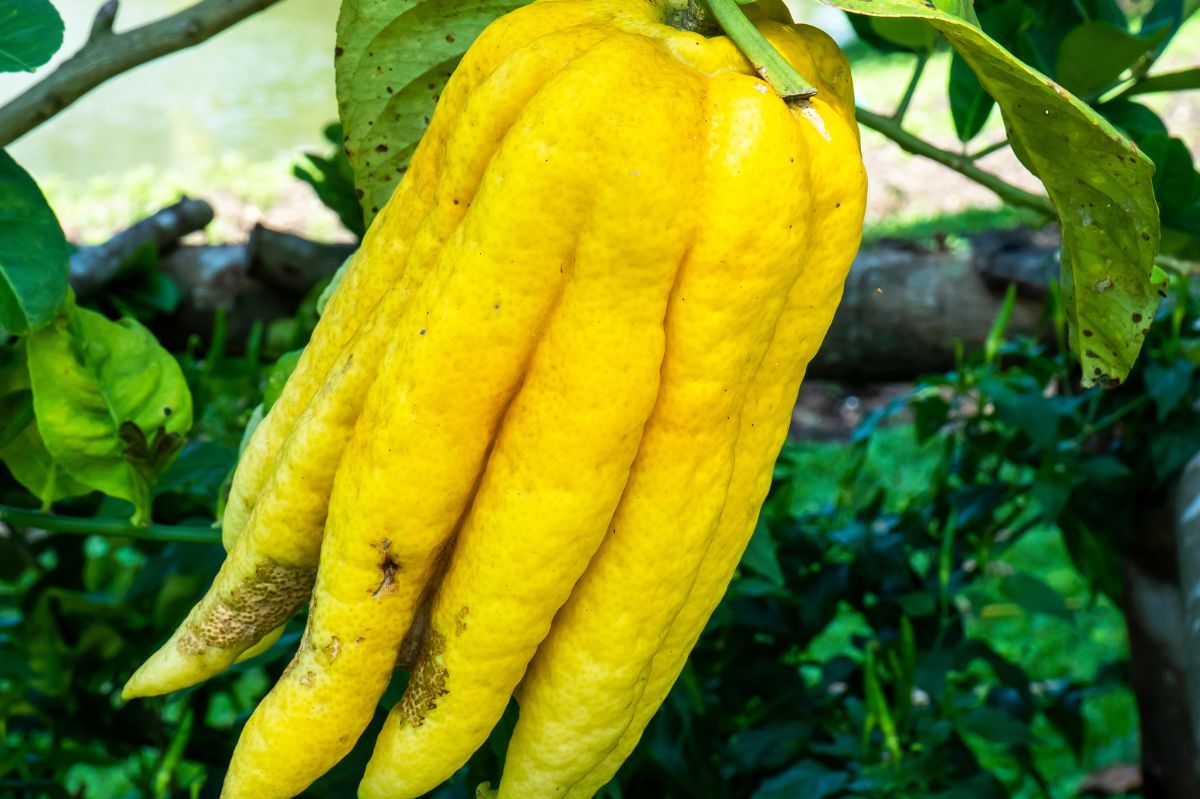 Buddha's hand citron