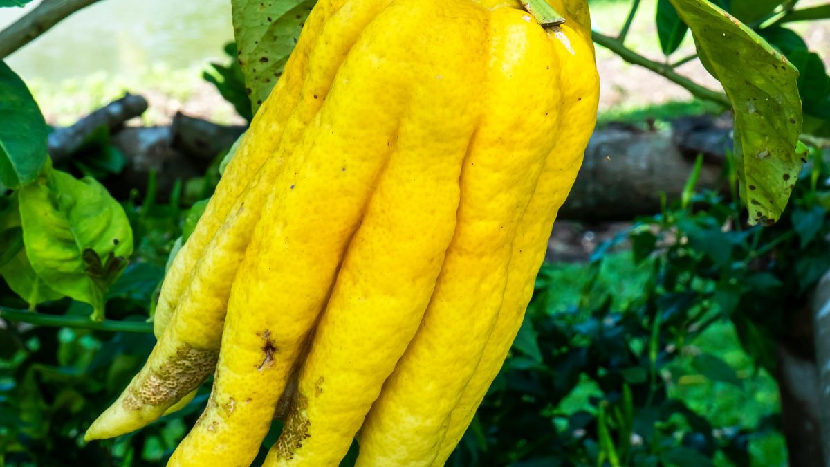 Cytron palczasty zwaną "ręką Buddy"