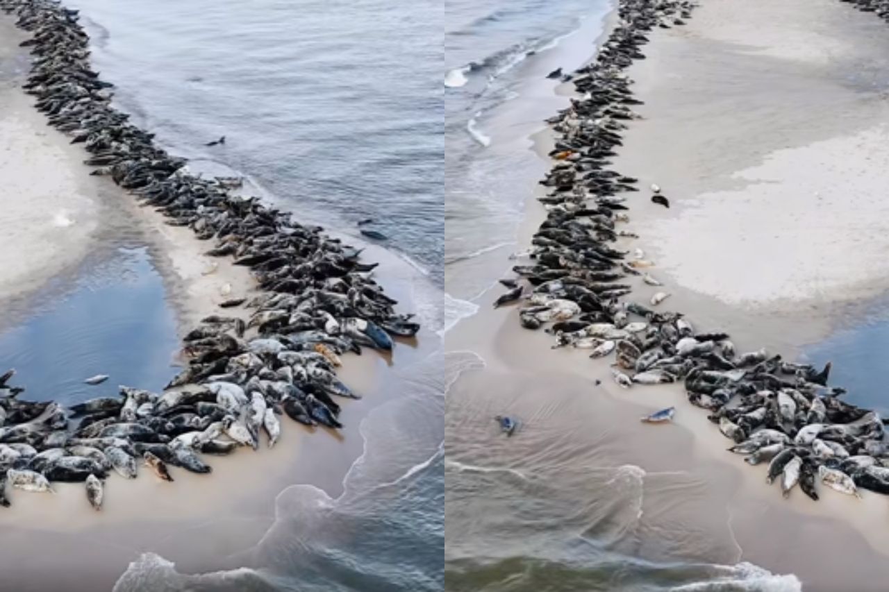 Foki na polskiej plaży. Nagranie robi furorę w sieci