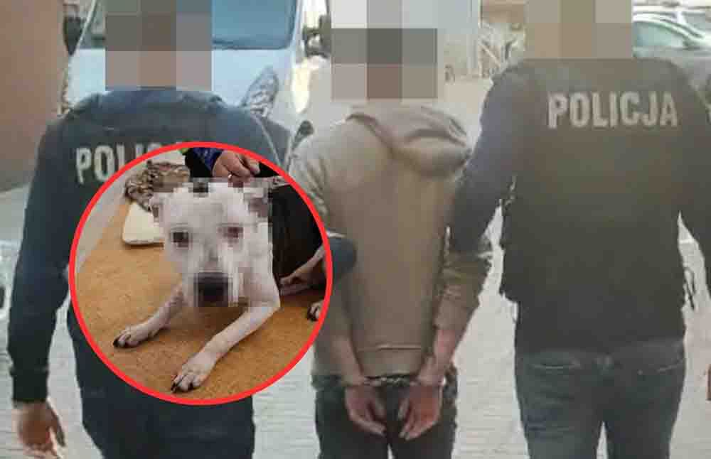 Legnica: Skatował psa, bo wysikał się w mieszkaniu