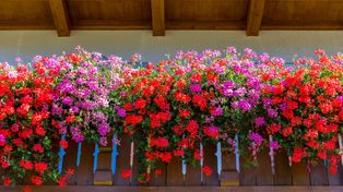 Najpiękniejsze kwiaty balkonowe 2026. Te gatunki każdy chce mieć