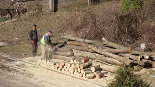 Czeladź: Wielka wycinka drzew pod budowę nowych bloków