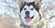 Wielki, dumny i… uparty. Dlaczego alaskan malamute „testuje” swoich ludzi?