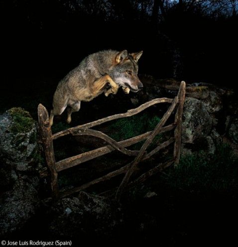 Oszustwo w Environment Wildlife Photographer of the Year 2009