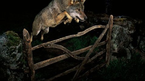 Zwycięskie zdjęcie z wytresowanym wilkiem? Kolejne oszustwo w konkursie? 1