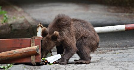 Niedźwiedź we włoskim miasteczku. Kręcił się po okolicy i wspinał po balkonach