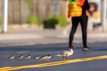 Te ptaki rządzą ruchem w Warszawie. Nurogęsi znów powędrują do Wisły