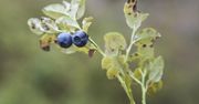 Owoce dzikiej borówki amerykańskiej wspierają zdrowie serca i jelit