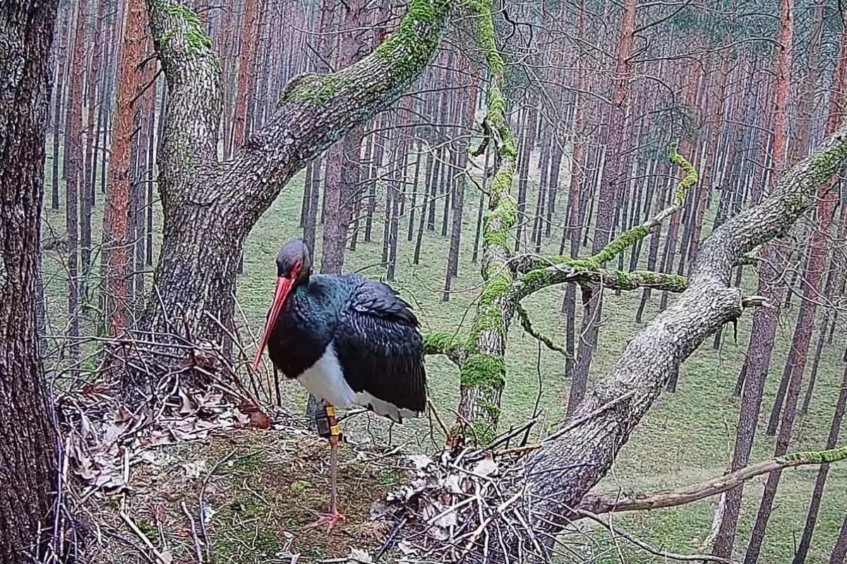 Najsłynniejsza bocianica w Polsce wróciła do gniazda. Pokonała 1400 kilometrów