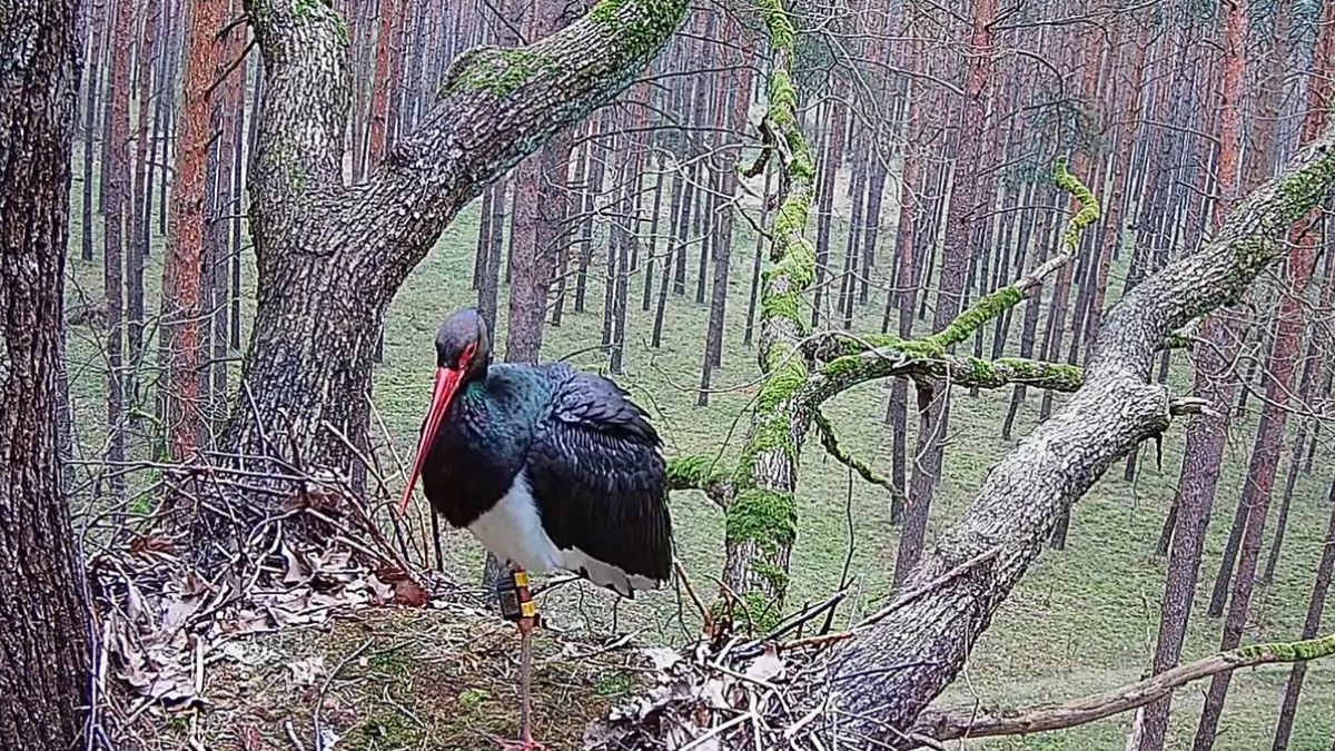 Najsłynniejsza polska bocianice właśnie wróciła do gniazda. 