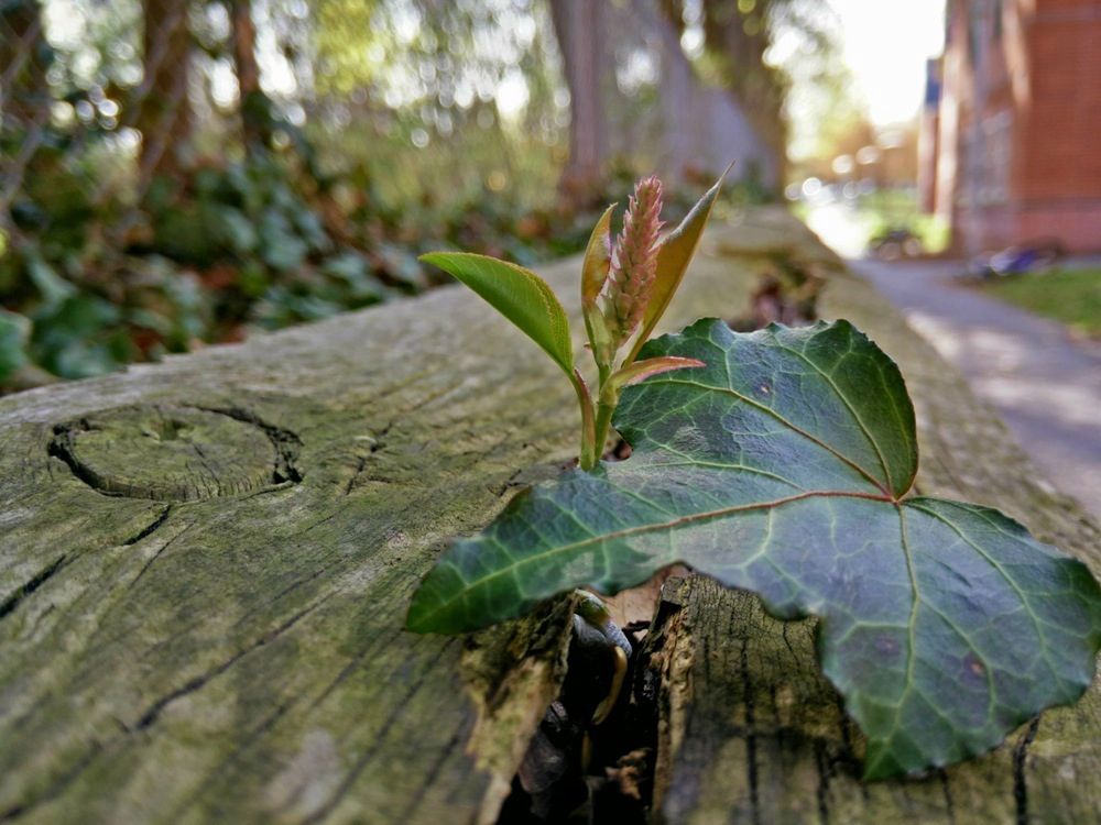 OnePlus One pozuje do zdjęć. Jak prezentuje się "perfekcyjny smartfon"? 13