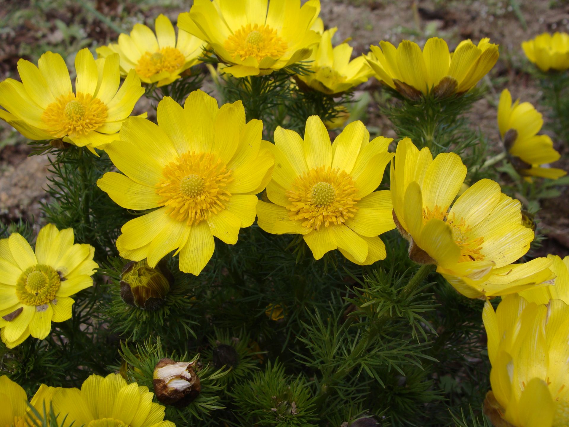 Rośnie w twoim ogrodzie? Trzymaj dzieci i zwierzęta z dala od niego