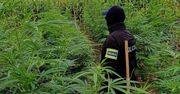 Jarosław: Kukurydza tylko przykrywką! Policja zlikwidowała ogromną plantację konopi