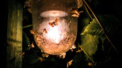 Ćmy - wygląd i charakterystyka. Czy ćmy gryzą?