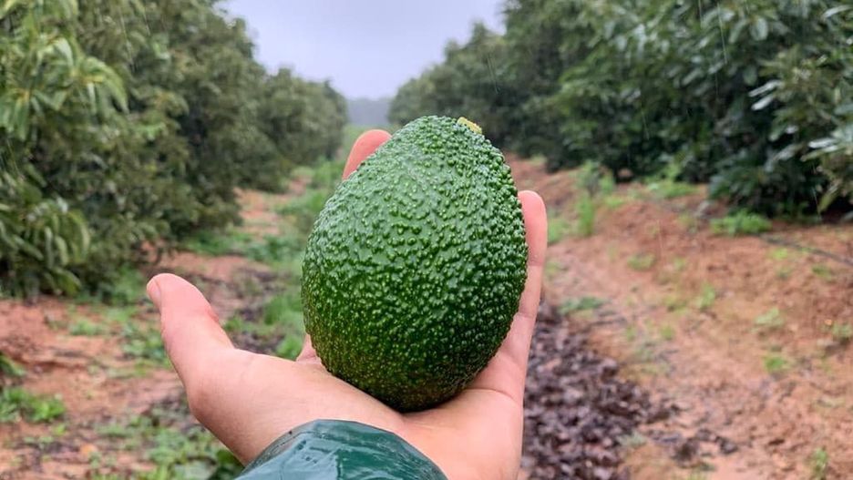 Aguacate Andaluz
