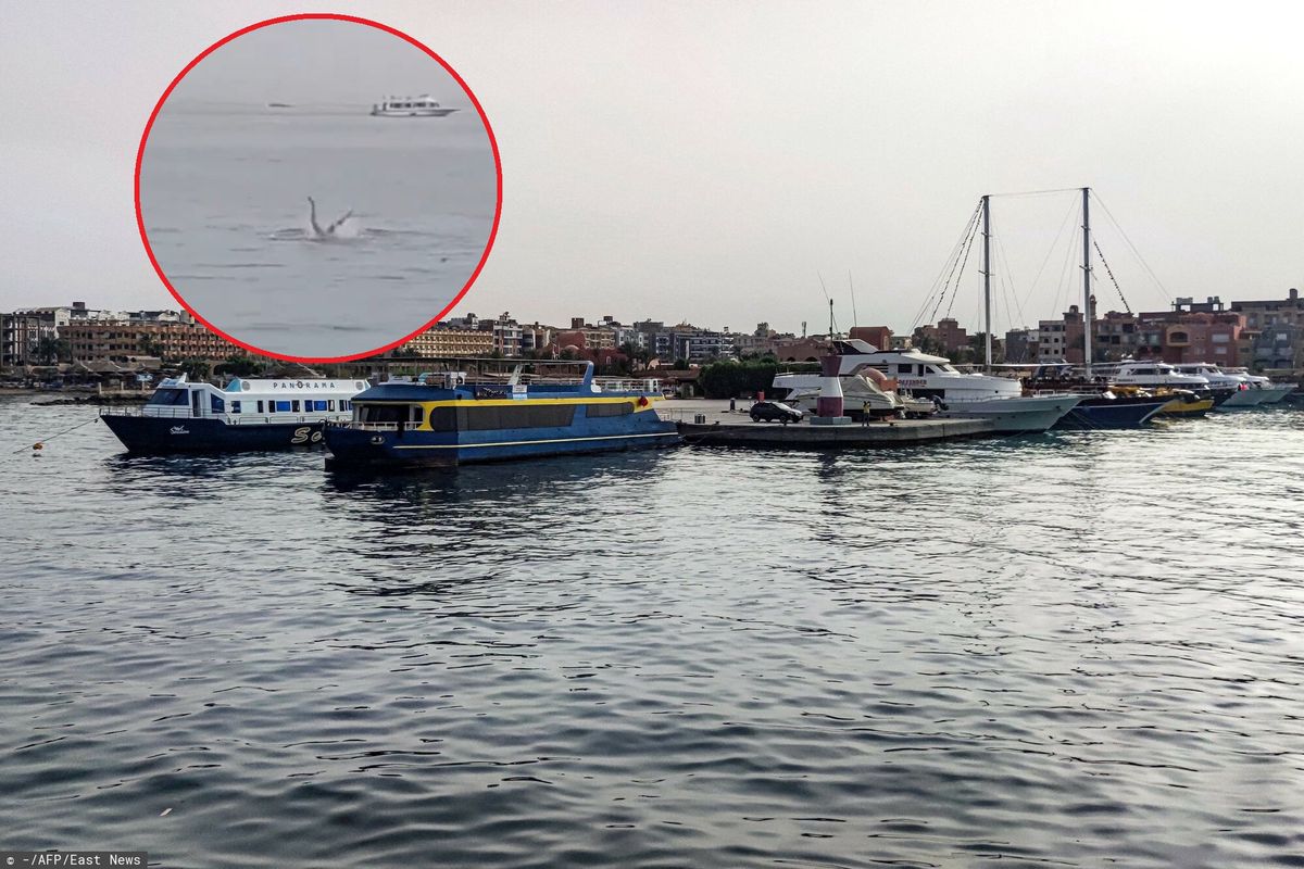  Horror w Egipcie. Media o ataku rekina w Hurghadzie