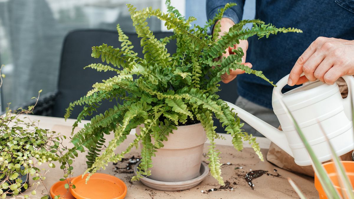 Jak pielęgnować paprotkę?