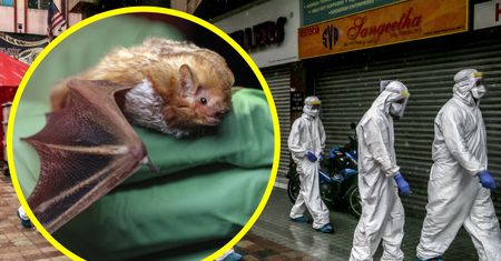 Nowy wirus Nipah. Jest 75 razy groźniejszy niż COVID-19