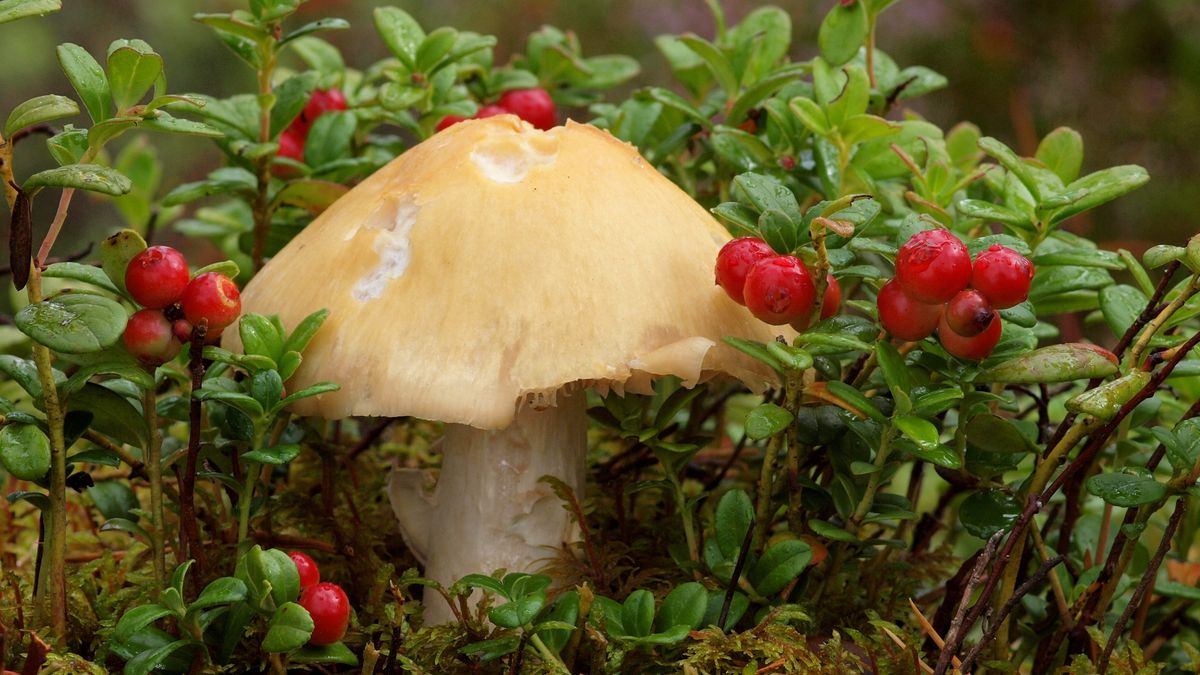 Płachetka zwyczajna