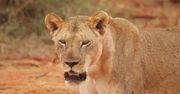 W 2015 roku w Etiopii została porwana i bita. 12-latkę uratowały lwy