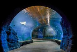 6 stycznia. Co jest czynne we Wrocławiu w Święto Trzech Króli? Można skorzystać z kilku atrakcji