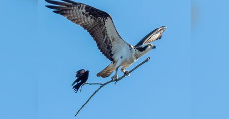 Zaskakująca natura na zdjęciu: Powietrzna taksówka dla ptaków