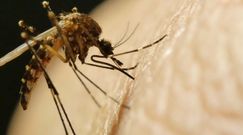 Kogo atakują komary? 5 nietypowych zależności