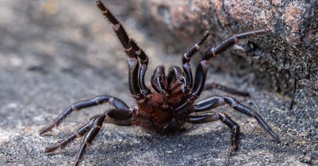 Pająk gigant w Australii. "To nasz największy"