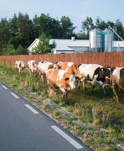Koszmarny wypadek. Wjechał mercedesem w stado krów i potrącił rolnika
