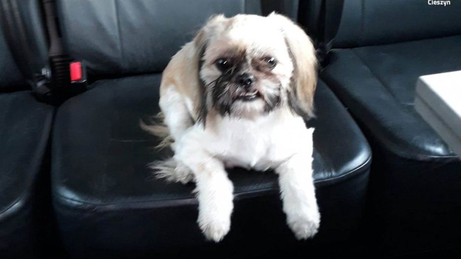 Cieszyn. Mimi szczęśliwie trafiła w ręce swojej właścicielki.