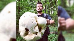 Największe grzyby. Oto prawdziwi rekordziści z lasu