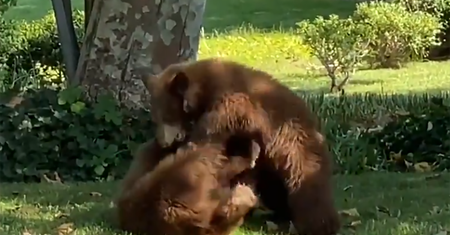 Nietypowa interwencja. Bracia siłowali się na trawniku przed domem